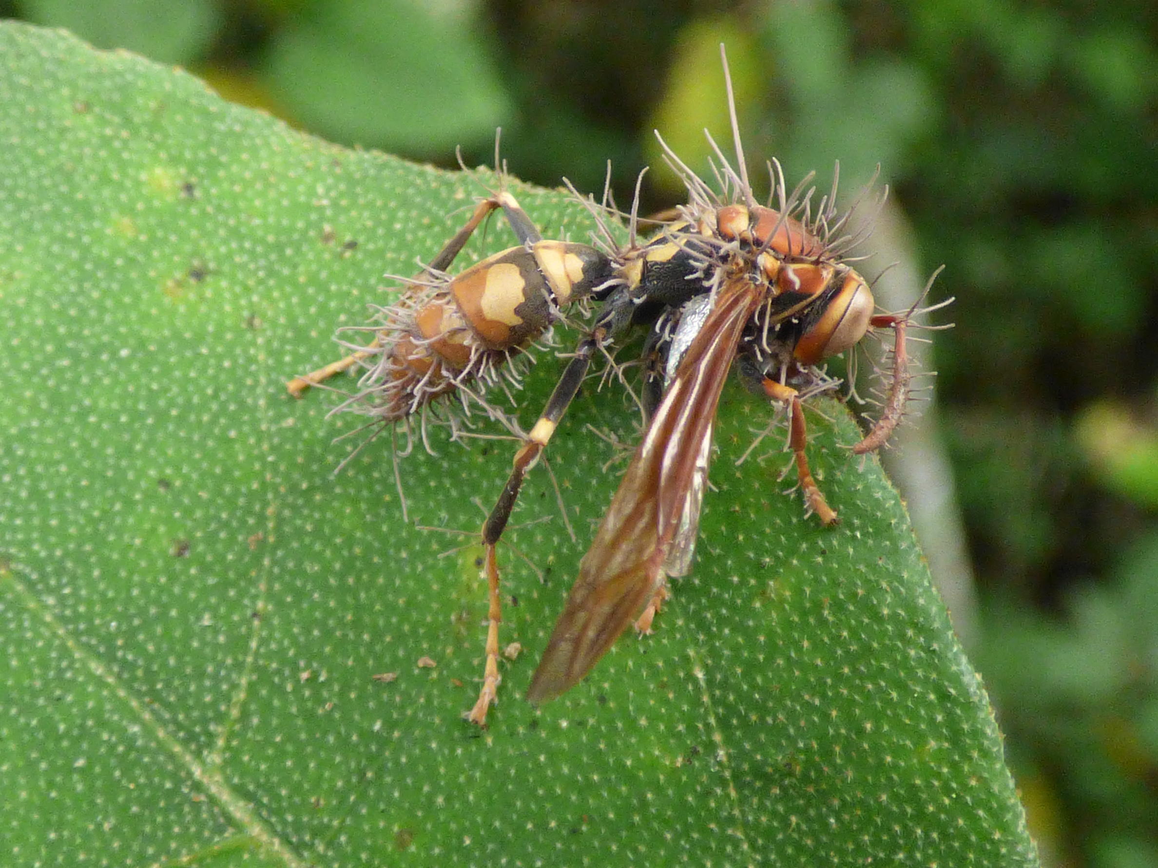 Polistes versicolor infected by the entomopathogenic fungus, Hirsutella saussurei on Floreana Island Photo: O. Mollá & H. Herrera.